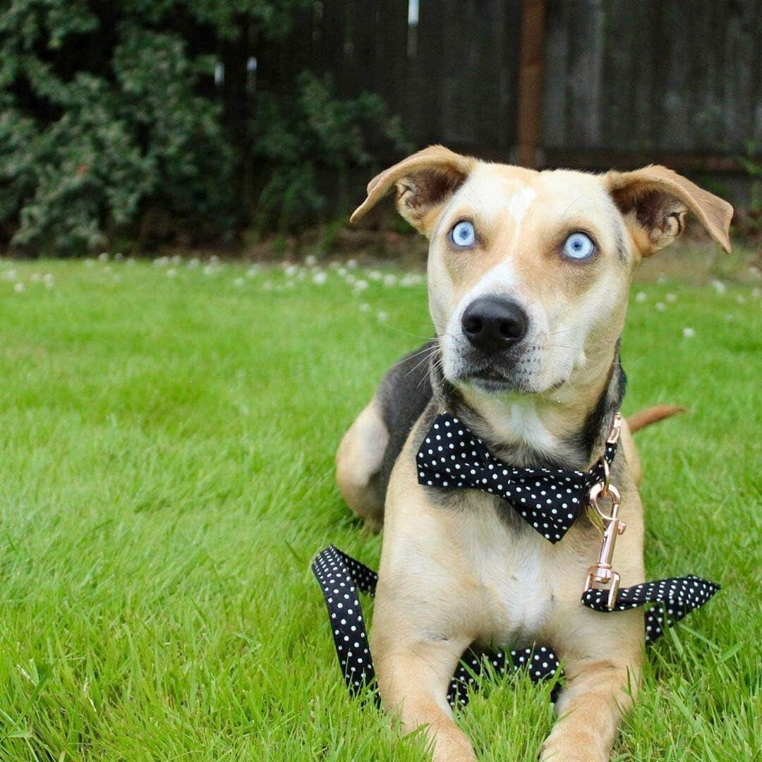 Cotton Dog Collar with Bow Puppy Collar with Black White round Dot for Small Medium Large Boys Girls Dogs