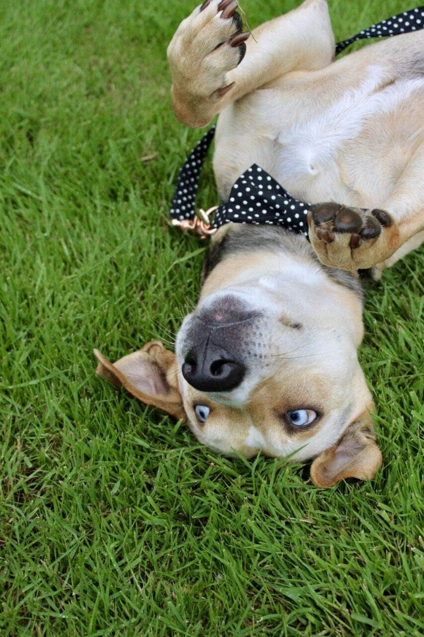 Cotton Dog Collar with Bow Puppy Collar with Black White round Dot for Small Medium Large Boys Girls Dogs