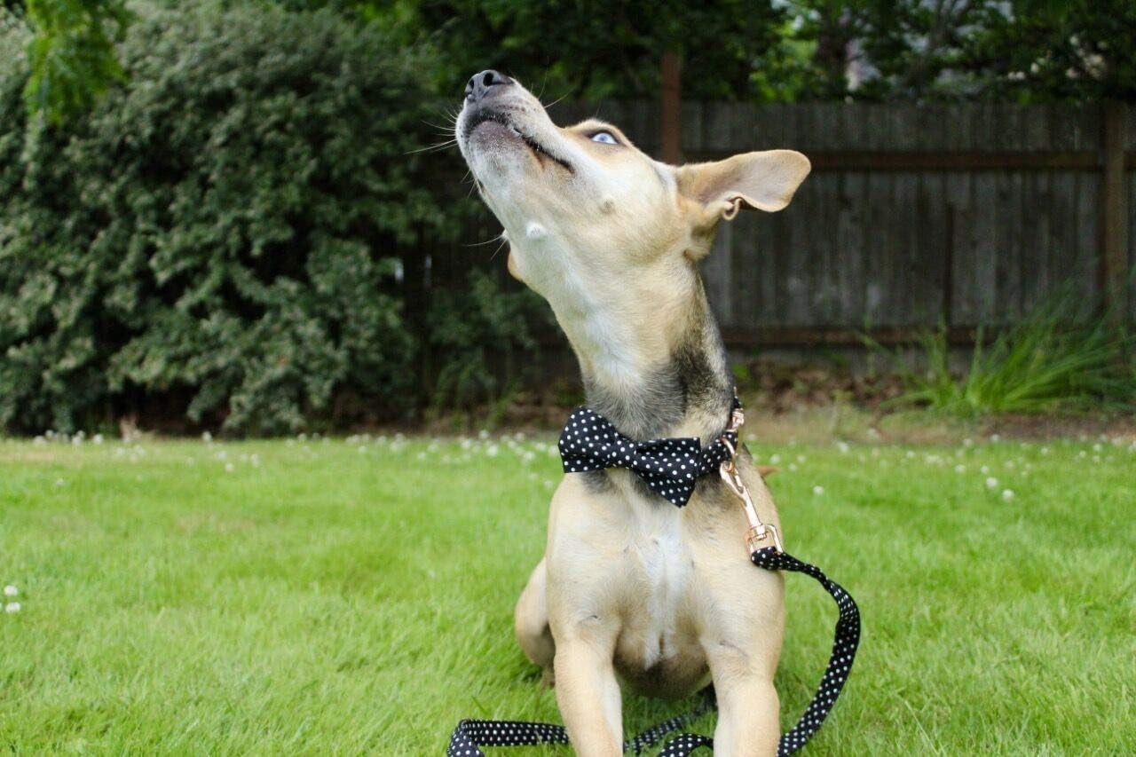 Cotton Dog Collar with Bow Puppy Collar with Black White round Dot for Small Medium Large Boys Girls Dogs